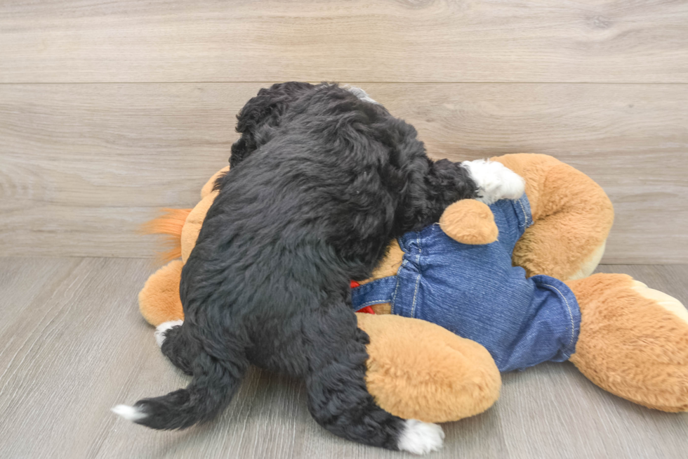 Friendly Mini Sheepadoodle Baby