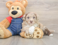 5 week old Mini Sheepadoodle Puppy For Sale - Fairfield Furbabies