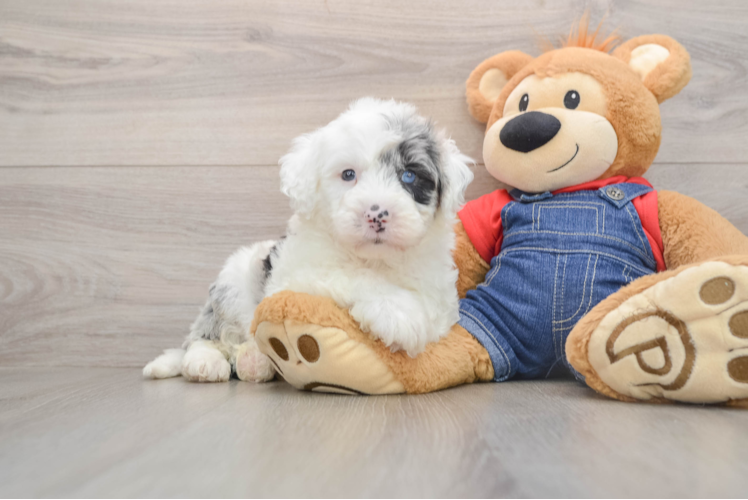 Funny Mini Sheepadoodle Poodle Mix Pup