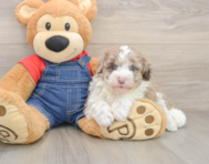 5 week old Mini Sheepadoodle Puppy For Sale - Fairfield Furbabies