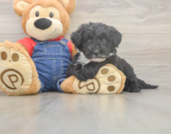 6 week old Mini Sheepadoodle Puppy For Sale - Fairfield Furbabies