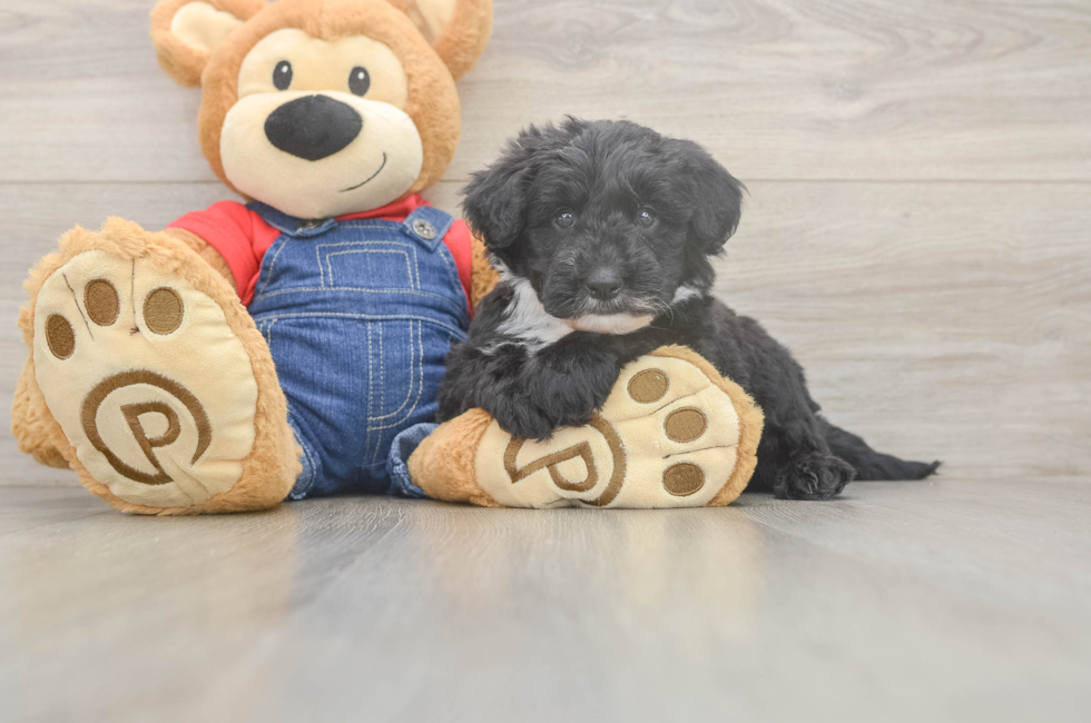6 week old Mini Sheepadoodle Puppy For Sale - Fairfield Furbabies