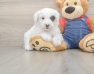 6 week old Mini Sheepadoodle Puppy For Sale - Fairfield Furbabies