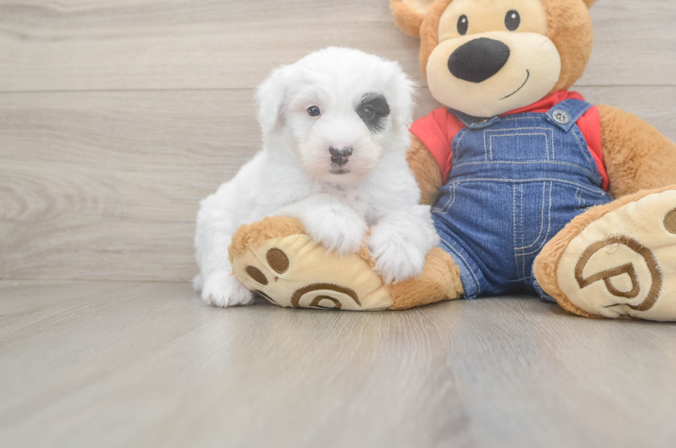6 week old Mini Sheepadoodle Puppy For Sale - Fairfield Furbabies