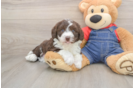 Cute Mini Sheepadoodle Baby