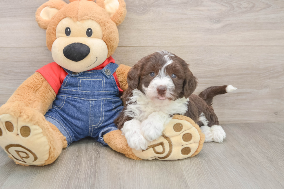 Popular Mini Sheepadoodle Poodle Mix Pup