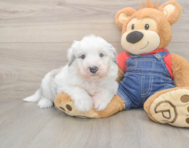 6 week old Mini Sheepadoodle Puppy For Sale - Fairfield Furbabies