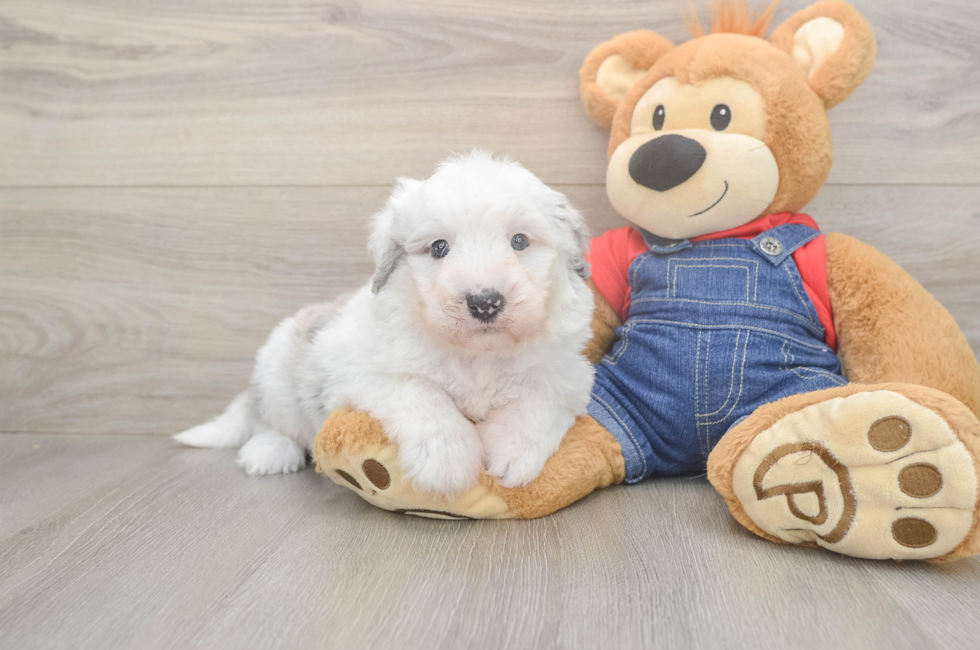 6 week old Mini Sheepadoodle Puppy For Sale - Fairfield Furbabies