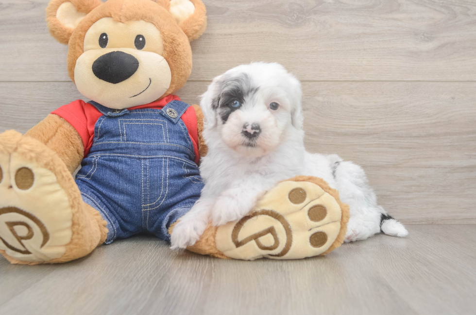 6 week old Mini Sheepadoodle Puppy For Sale - Fairfield Furbabies