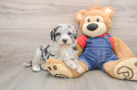 SANTORINI, a Mini Sheepadoodle littermate