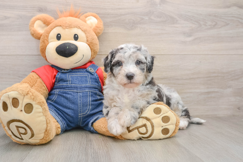 Happy Mini Sheepadoodle Baby