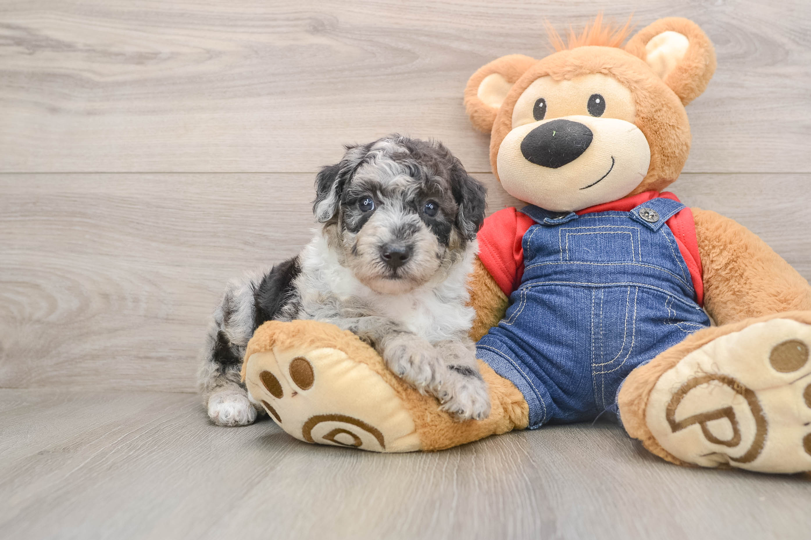 Best Mini Sheepadoodle Baby