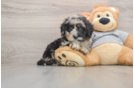Playful Sheepdoodle Poodle Mix Puppy