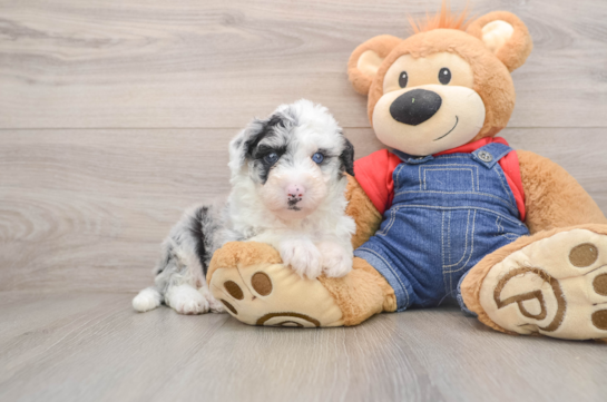 SHEP, a Mini Sheepadoodle littermate