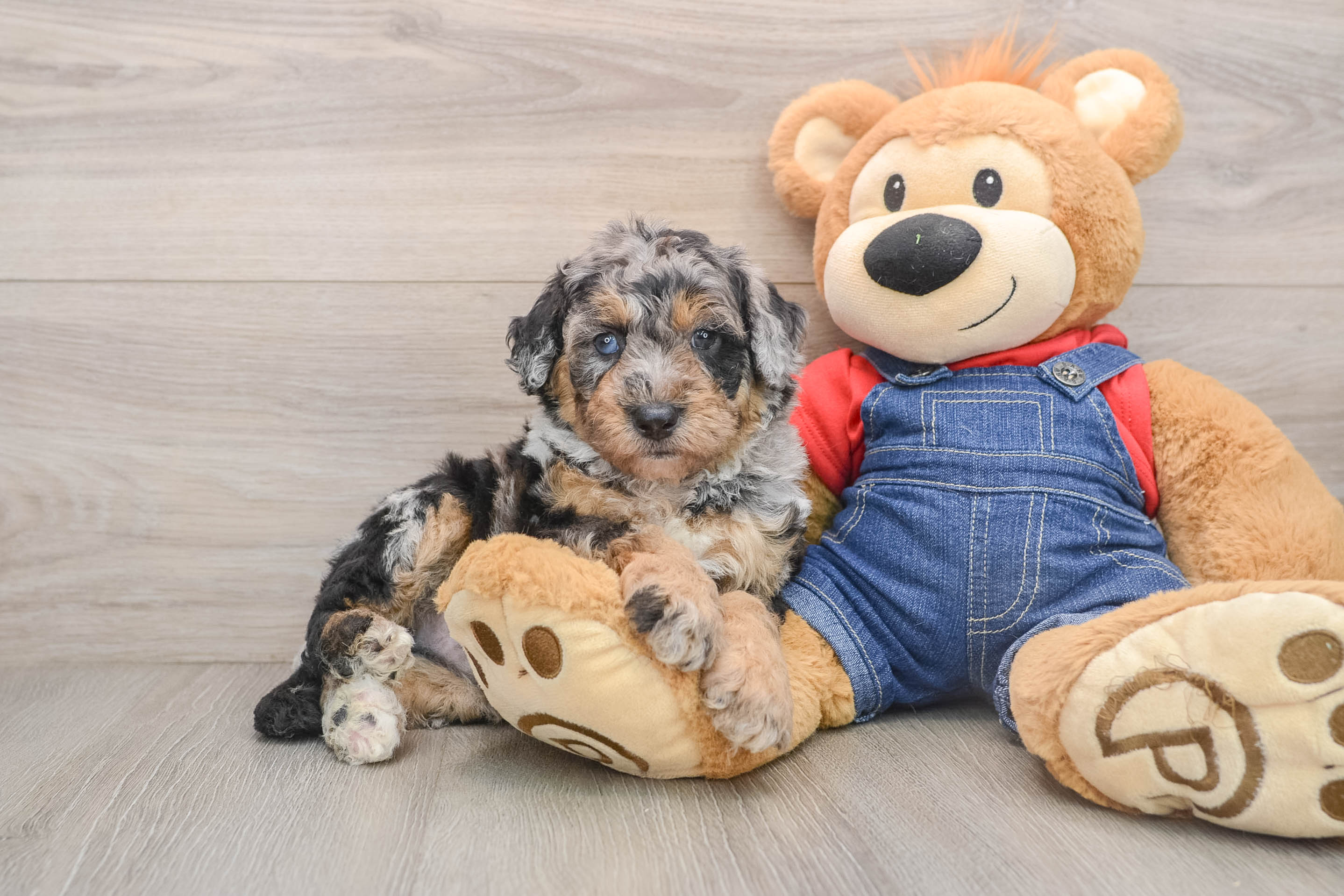 Funny Mini Sheepadoodle Poodle Mix Pup