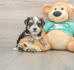 6 week old Morkie Puppy For Sale - Fairfield Furbabies
