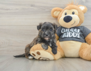6 week old Morkie Puppy For Sale - Fairfield Furbabies