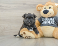 6 week old Morkie Puppy For Sale - Fairfield Furbabies
