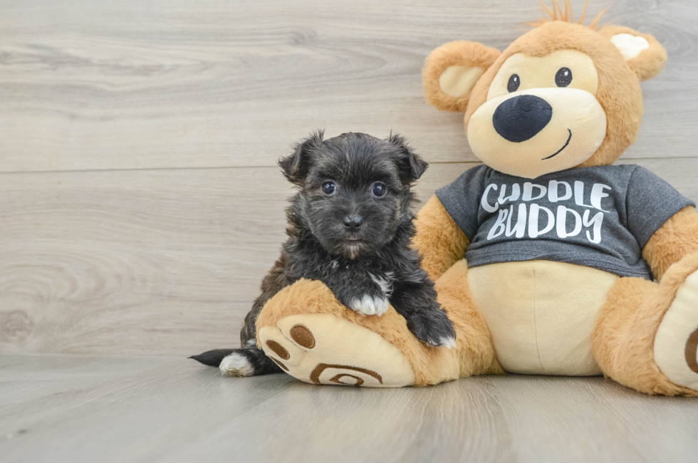 6 week old Morkie Puppy For Sale - Fairfield Furbabies