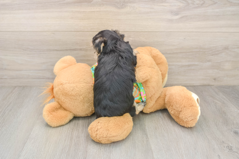 Popular Morkie Designer Pup