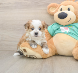 6 week old Morkie Puppy For Sale - Fairfield Furbabies