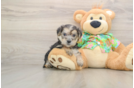 Adorable Yorkiemalt Designer Puppy