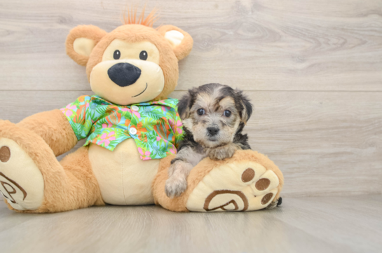 Petite Morkie Designer Pup