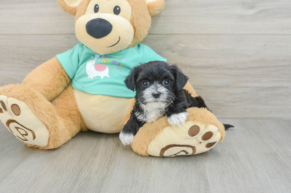 6 week old Morkie Puppy For Sale - Fairfield Furbabies
