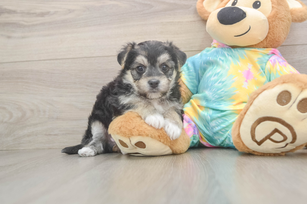 5 week old Morkie Puppy For Sale - Fairfield Furbabies