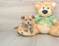 6 week old Morkie Puppy For Sale - Fairfield Furbabies