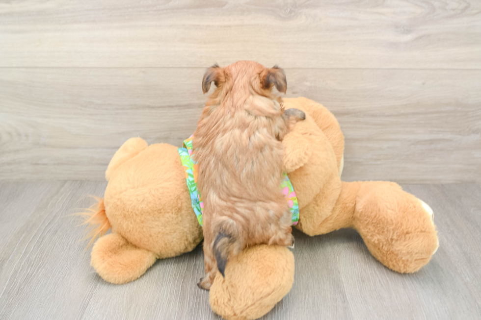 Morkie Puppy for Adoption