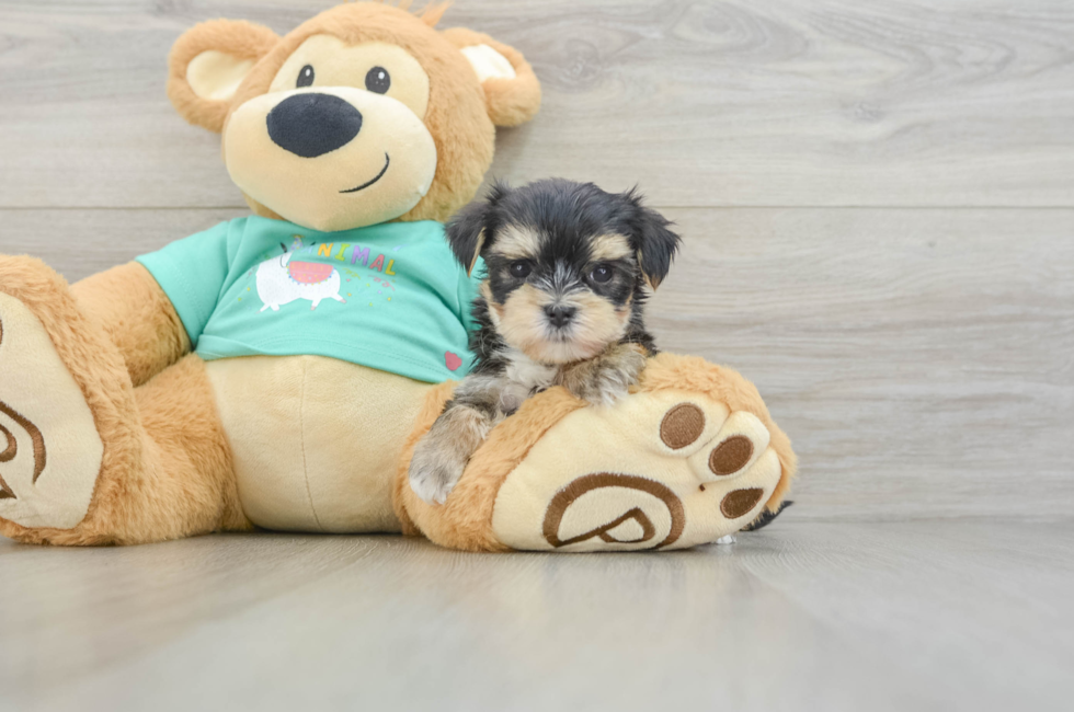 6 week old Morkie Puppy For Sale - Fairfield Furbabies