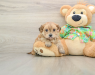 6 week old Morkie Puppy For Sale - Fairfield Furbabies