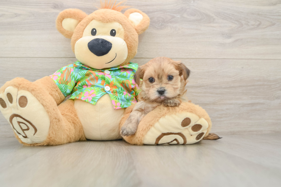Petite Morkie Designer Pup
