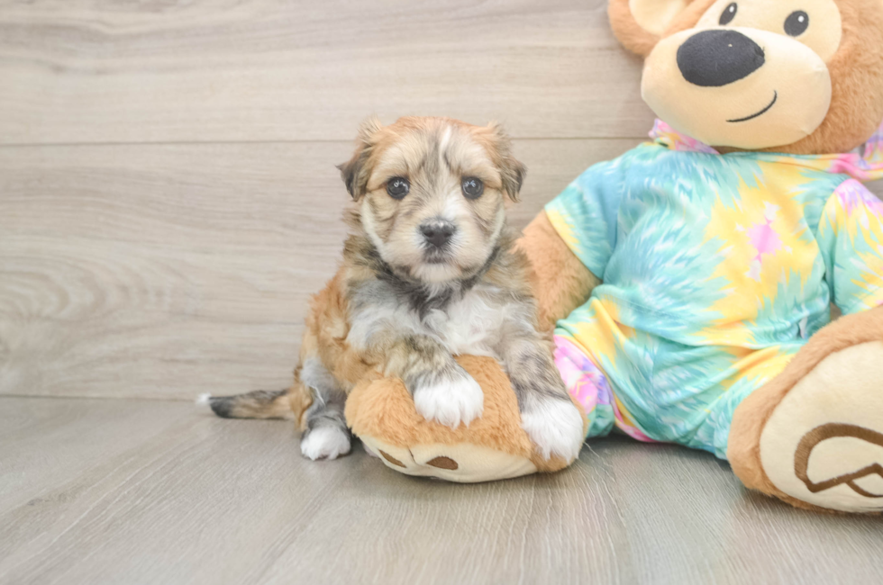 5 week old Morkie Puppy For Sale - Fairfield Furbabies