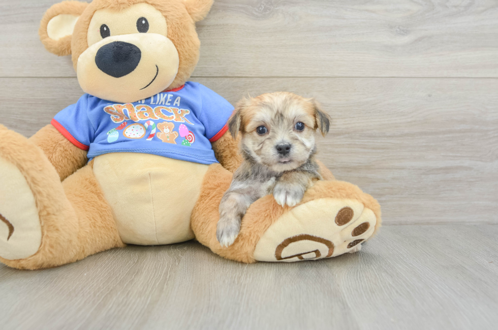 6 week old Morkie Puppy For Sale - Fairfield Furbabies