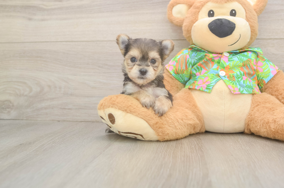 6 week old Morkie Puppy For Sale - Fairfield Furbabies