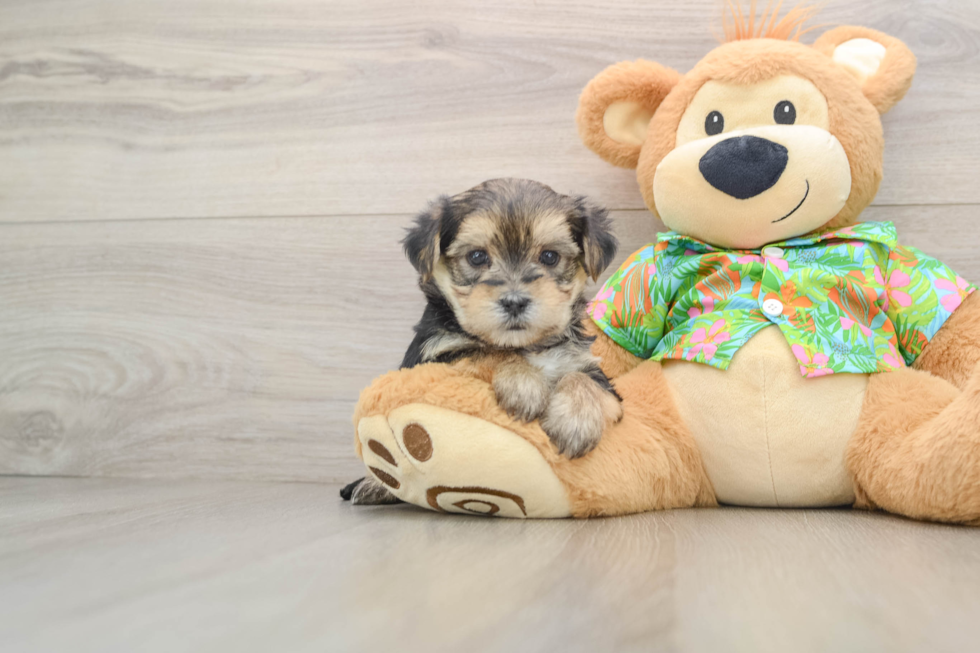 Morkie Puppy for Adoption