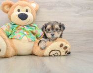 9 week old Morkie Puppy For Sale - Fairfield Furbabies