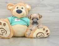 7 week old Morkie Puppy For Sale - Fairfield Furbabies