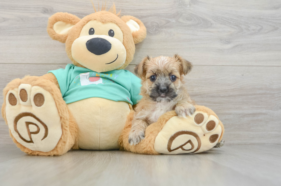 7 week old Morkie Puppy For Sale - Fairfield Furbabies