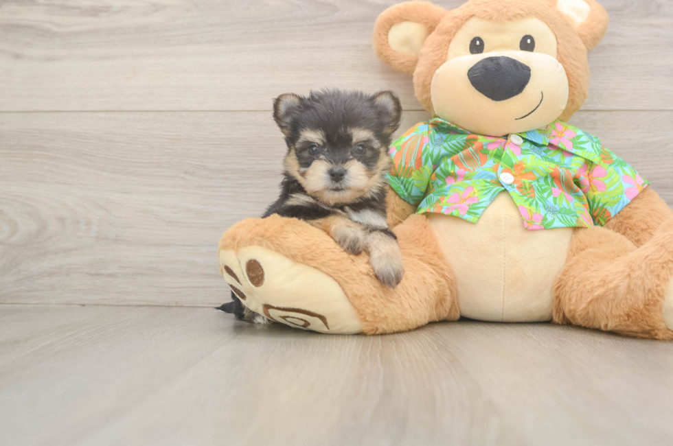 6 week old Morkie Puppy For Sale - Fairfield Furbabies