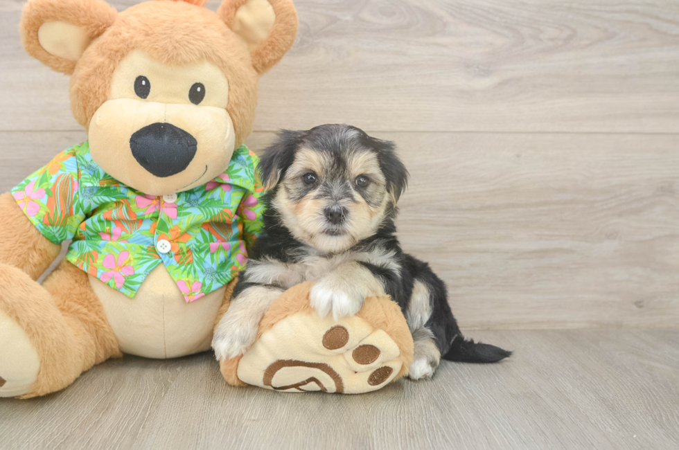8 week old Morkie Puppy For Sale - Fairfield Furbabies