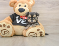 6 week old Morkie Puppy For Sale - Fairfield Furbabies