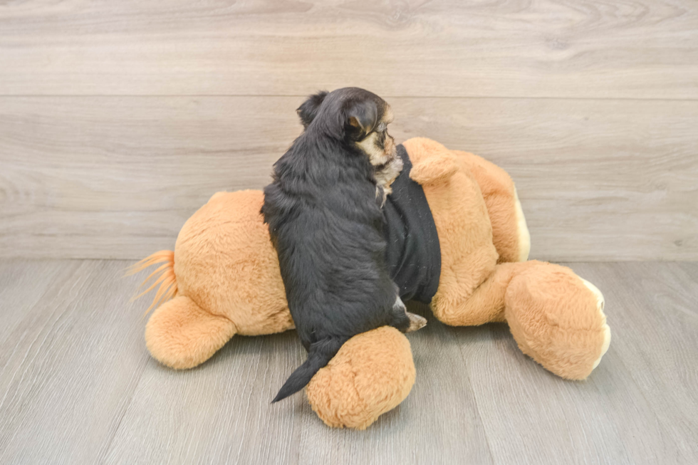 Morkie Pup Being Cute
