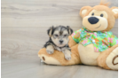 Funny Morkie Designer Pup