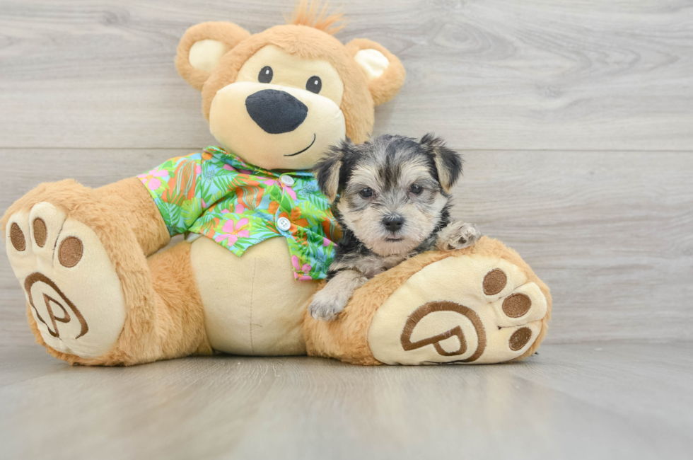 9 week old Morkie Puppy For Sale - Fairfield Furbabies