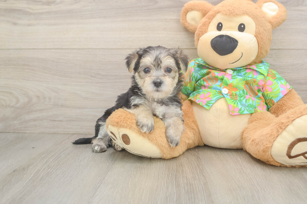 8 week old Morkie Puppy For Sale - Fairfield Furbabies