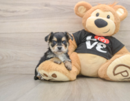 6 week old Morkie Puppy For Sale - Fairfield Furbabies