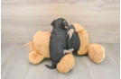 Funny Morkie Designer Pup